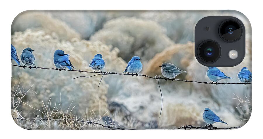 Mountain Bluebird iPhone 14 Case featuring the photograph Mountain Bluebirds 6 by Rick Mosher