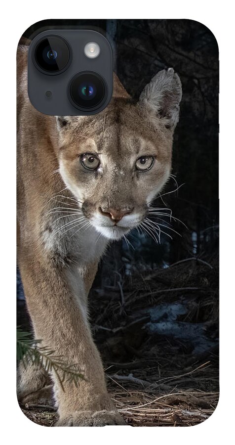 Mountain Lion iPhone Case featuring the photograph Mountain Lion Closeup by Randy Robbins