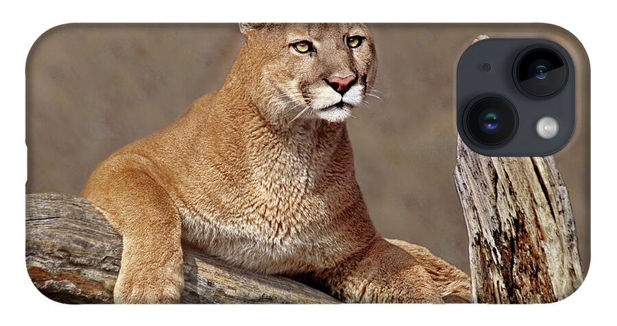 Dave Welling iPhone 14 Case featuring the photograph Mountain Lion Felis Concolor by Dave Welling