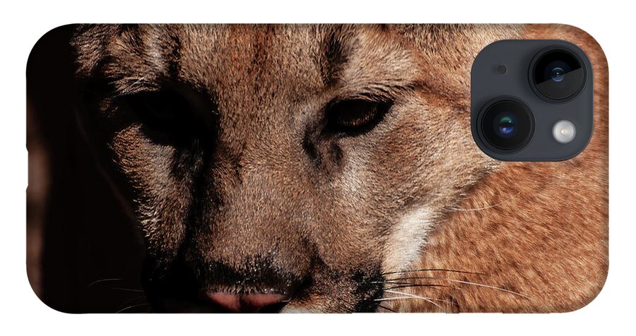 Mountain Lion Portrait iPhone Case featuring the photograph Mountain lion portrait 002 by Flees Photos