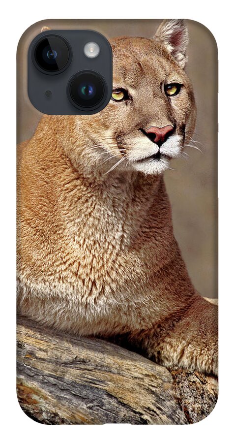 Dave Welling iPhone Case featuring the photograph Mountain Lion Portrait Vertical by Dave Welling