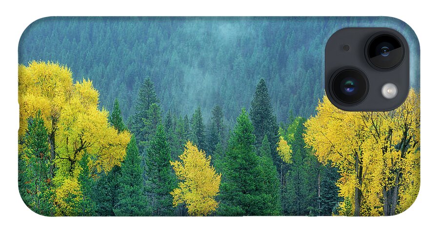 Dave Welling iPhone 14 Case featuring the photograph Narrowleaf Cottonwoods And Blur Spruce Trees In Grand Tetons by Dave Welling