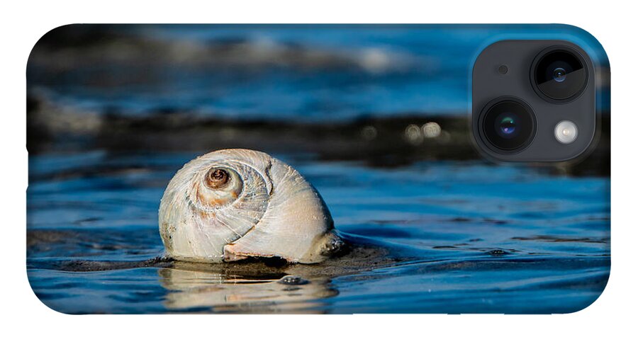 Shell Beach Water Ocean iPhone 14 Case featuring the photograph New England beach shell by Adam Green