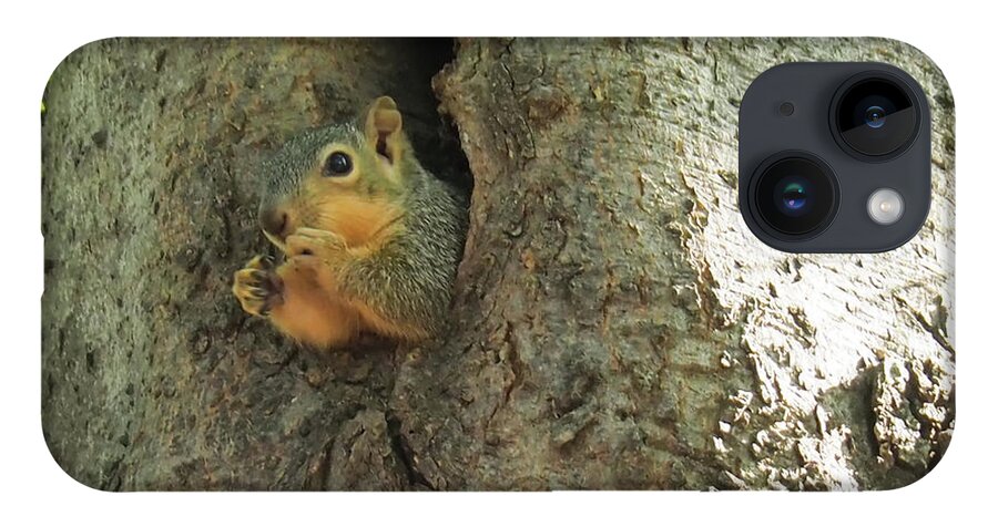 Squirrel iPhone 14 Case featuring the photograph Oh my Who Are You by C Winslow Shafer