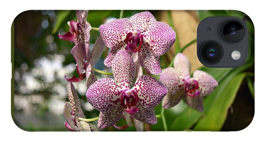 Spotted Orchids iPhone 14 Case featuring the photograph Orchids by Victor Thomason