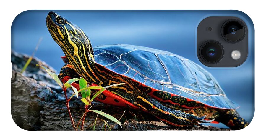 Turtle iPhone 14 Case featuring the photograph Painted Turtle by Thomas Nay