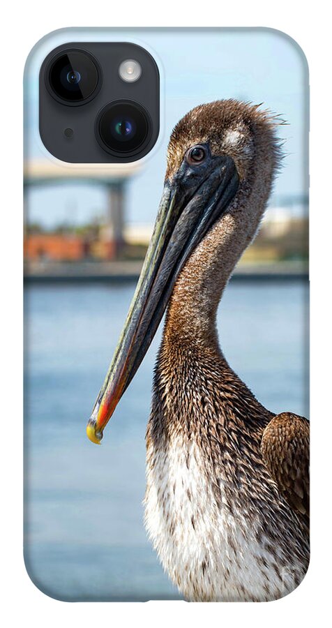 Pelican iPhone Case featuring the photograph Pelican in Downtown Pensacola, Florida by Beachtown Views