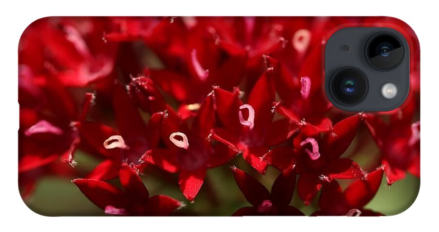 Penta Flower iPhone 14 Case featuring the photograph Red Penta Flowers by Mingming Jiang