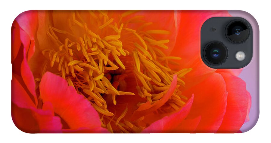 Peony iPhone 14 Case featuring the photograph Peony Blossoms in Spring 3 by Lindsay Thomson