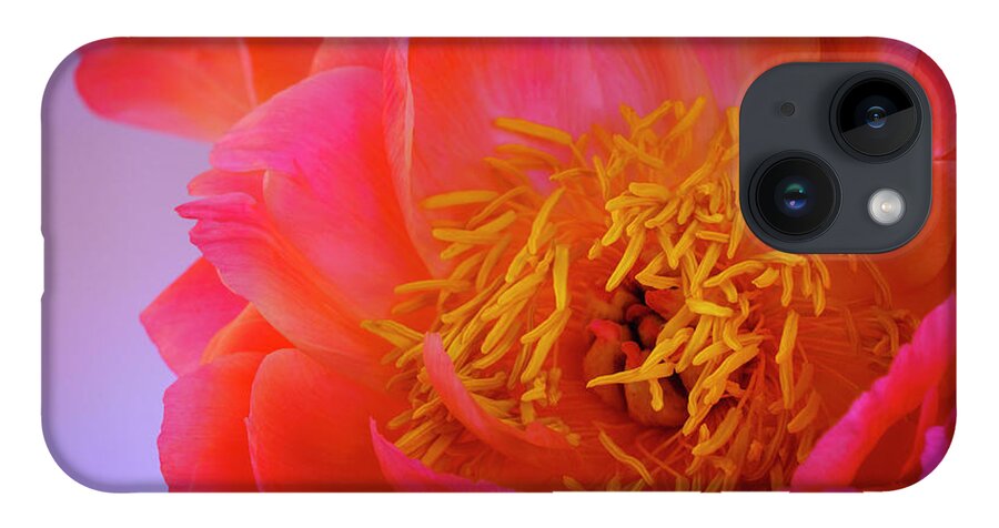 Peony iPhone 14 Case featuring the photograph Peony Blossoms in Spring 4 by Lindsay Thomson