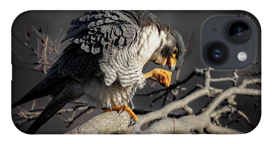 Falcon iPhone Case featuring the photograph Peregrine Falcon on a Favorite Perch by Alyssa Tumale