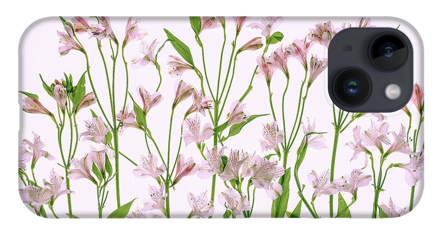 Flowers iPhone 14 Case featuring the photograph Peruvian Lilies by Sylvia Goldkranz