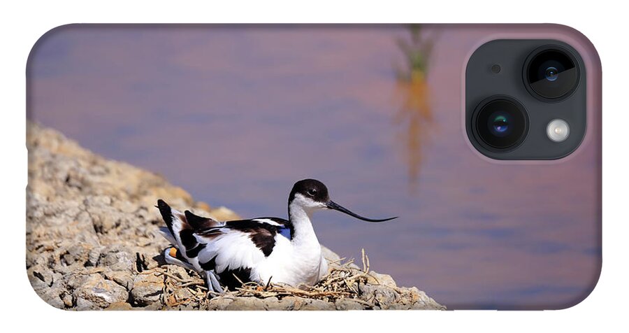 Avocet iPhone Case featuring the photograph Pied avocet . by Frederic Bourrigaud