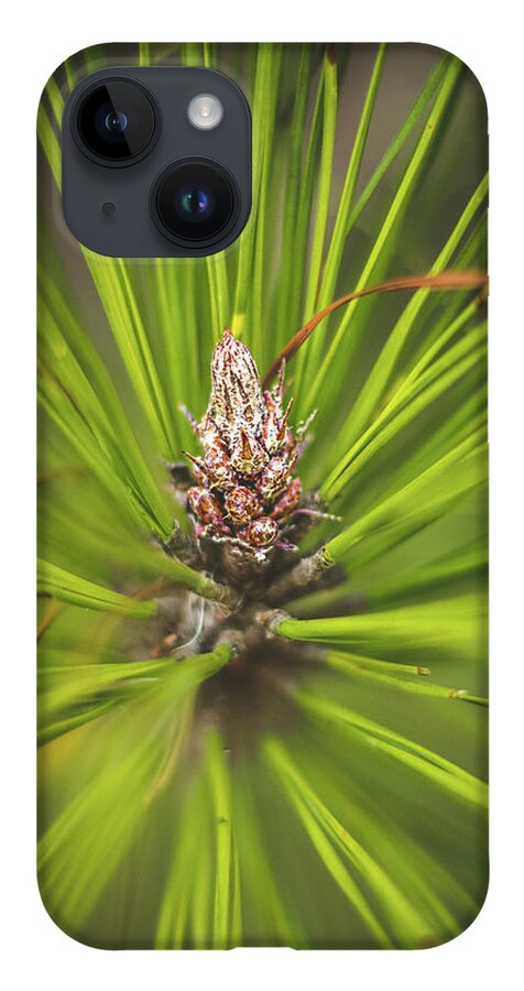 Cone iPhone 14 Case featuring the photograph Pine Cone Starburst by Rick Nelson