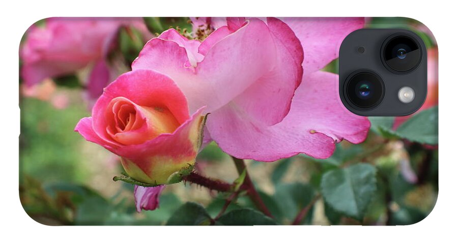 Rose iPhone Case featuring the photograph Pink an Yellow Rose Close Up by Kenneth Pope
