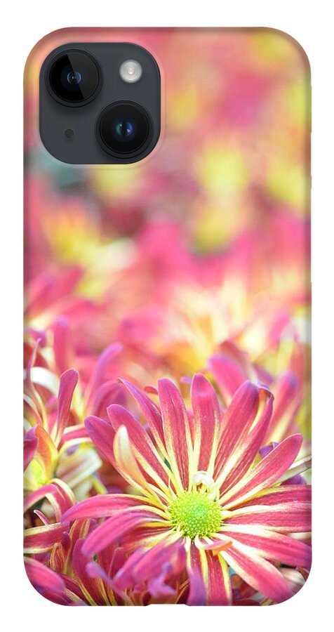 Daisy iPhone 14 Case featuring the photograph Pink and Yellow Daisies 1 by Amy Fose
