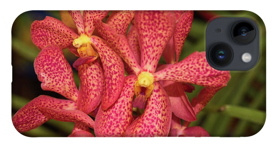 Dakak Resort iPhone 14 Case featuring the photograph Pink And Yellow Orchid by David Desautel