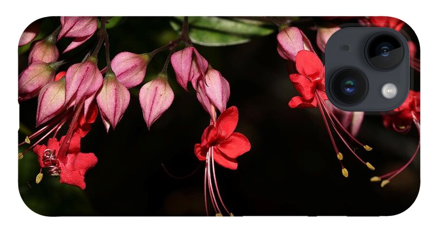 Red Bleeding Heart iPhone 14 Case featuring the photograph Pink Bleeding Heart 2 by Mingming Jiang