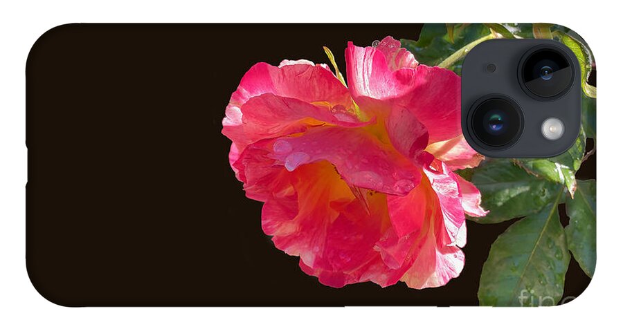 Roses iPhone 14 Case featuring the photograph Pink Disney Rose out of black by Brian Watt
