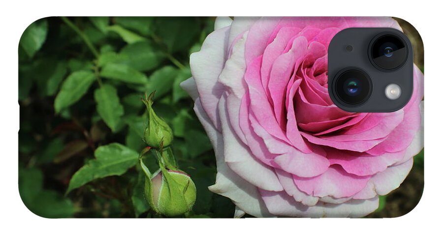 Rose iPhone Case featuring the photograph Pink Ombre Rose by Kenneth Pope