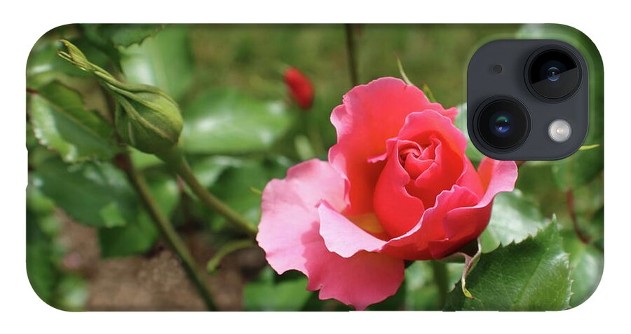 Pink iPhone Case featuring the photograph Pink Rose Close Up by Kenneth Pope
