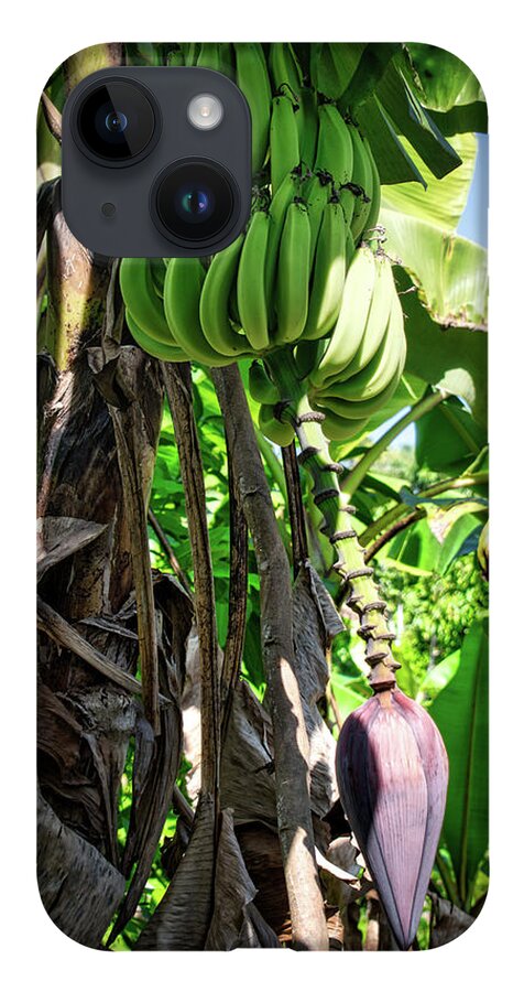 Plantain iPhone 14 Case featuring the photograph Plantains by Portia Olaughlin