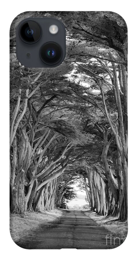 Point Reyes iPhone Case featuring the photograph Point Reyes Cypress Tunnel Portrait Black And White by Adam Jewell