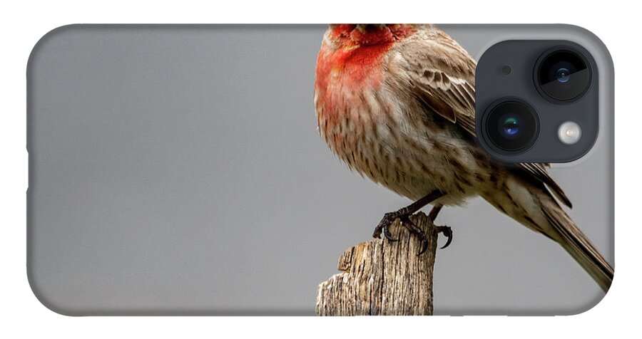 Bird iPhone 14 Case featuring the photograph Posing Finch by Cathy Kovarik