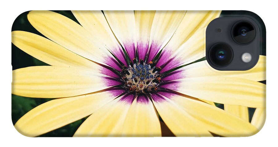 Flower iPhone 14 Case featuring the photograph Pretty Eyed Flower by Dani McEvoy