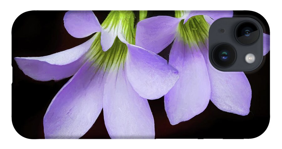 Purple Shamrock iPhone 14 Case featuring the photograph Purple Shamrock Flowers by Gary Slawsky