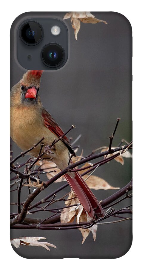 Cardinal iPhone 14 Case featuring the photograph Rainy Day Cardinal by Mindy Musick King