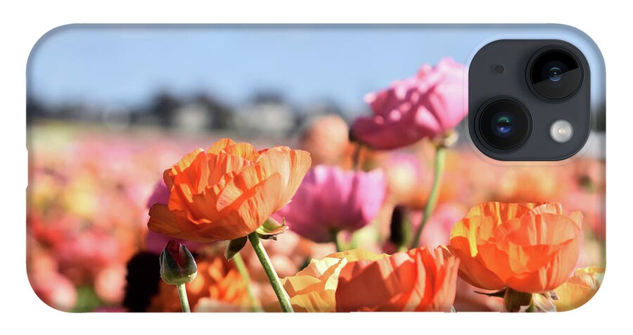 Ranunculus iPhone 14 Case featuring the photograph Reaching for the Sky by Christina McGoran