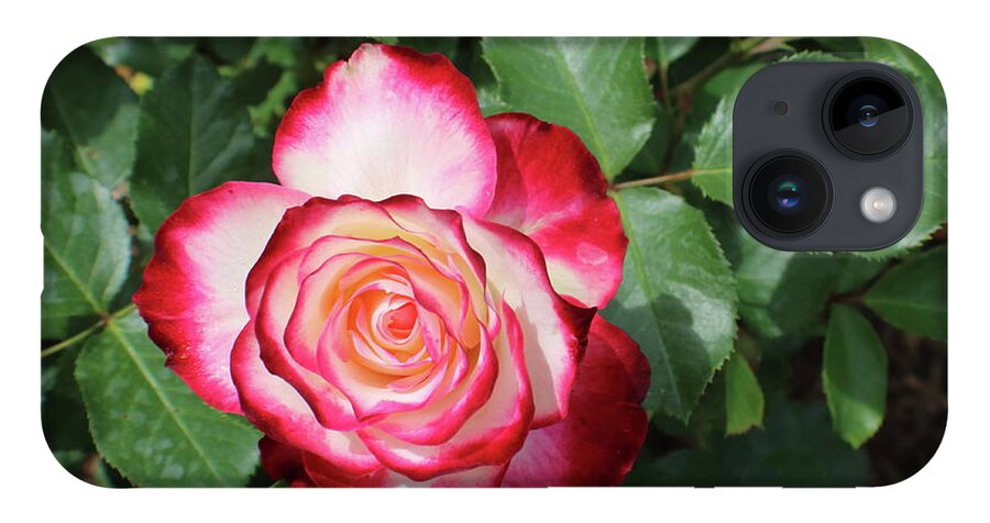 Rose iPhone Case featuring the photograph Red and White Ombre Rose by Kenneth Pope