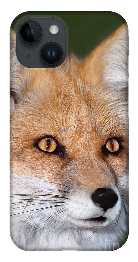 Red Fox iPhone 14 Case featuring the photograph Red Fox Portrait Wildlife Rescue by Dave Welling
