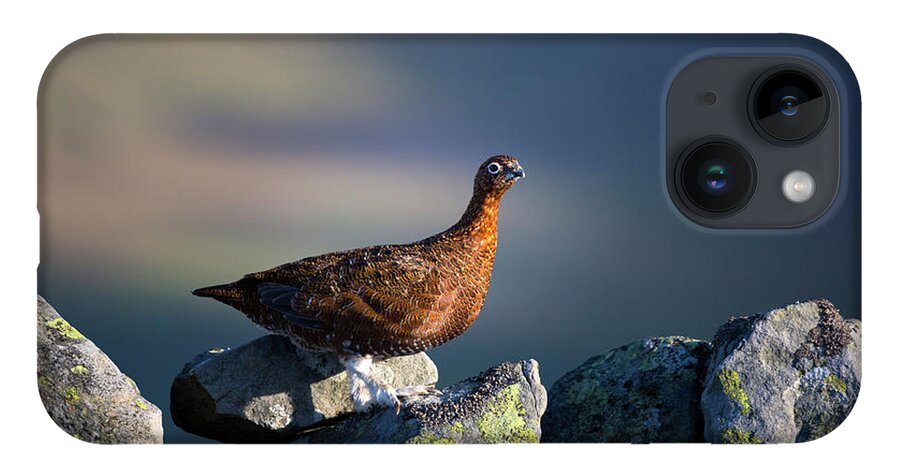 Red Grouse iPhone 14 Case featuring the photograph Red Grouse on a dry stone wall beside The Pennine Way by Anita Nicholson