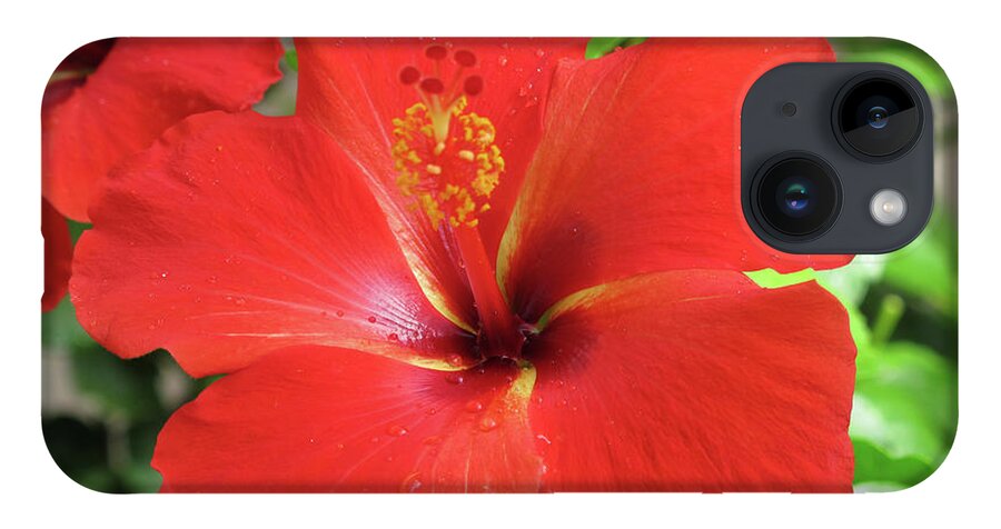 Hibiscus; Red Hibiscus; Flower; Red Flower; Green Leaves; Leaves; Petals; Hawaii; Hawaiian Flowers; Close-up; Red; Green; Horizontal; iPhone 14 Case featuring the photograph Red Hibiscus by Tina Uihlein