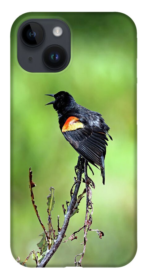 Florida iPhone Case featuring the photograph Red Wing Singing by Jennifer Robin