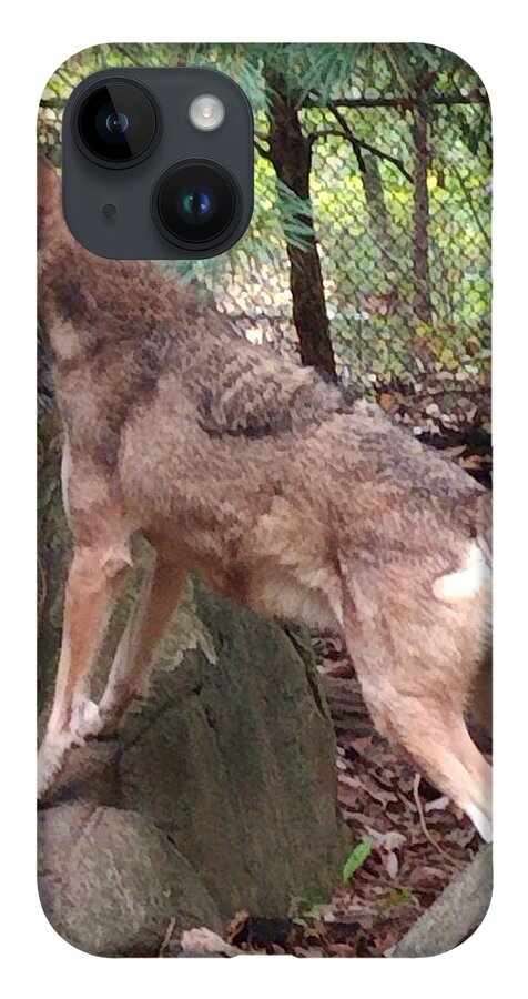 Wolf iPhone Case featuring the photograph Red Wolf Asheboro NC Zoo by Kim Galluzzo Wozniak