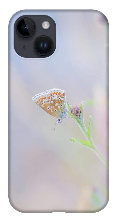 Butterfly iPhone 14 Case featuring the photograph Resting Common Blue Butterfly by Anita Nicholson