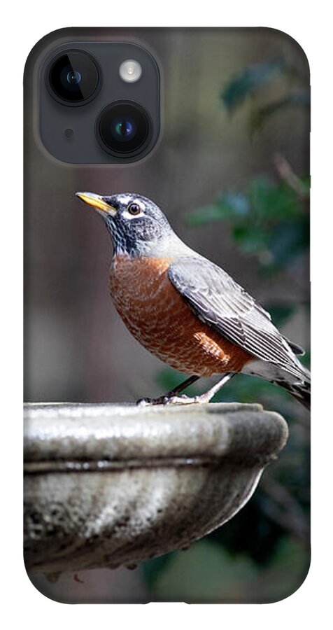 Robin iPhone 14 Case featuring the photograph Robin at Bath by Michael Gerbino