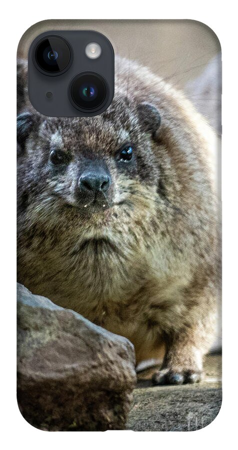 David Levin Photography iPhone Case featuring the photograph Rock Hyrax Looking at You by David Levin