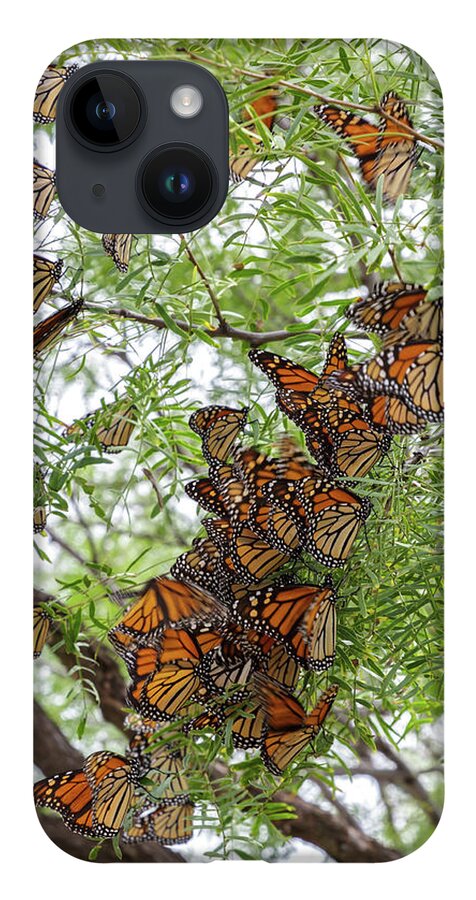 Monarch Butterfly iPhone 14 Case featuring the photograph Roosting Time by Steve Templeton