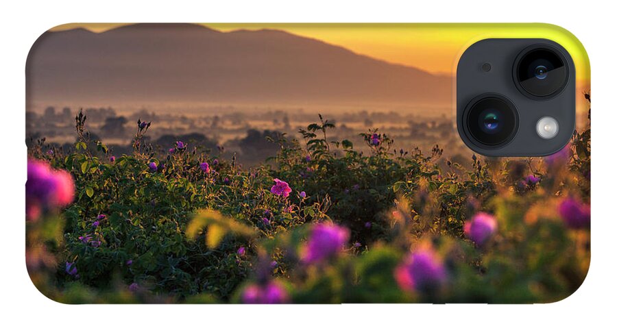 Bulgaria iPhone 14 Case featuring the photograph Roses Valley by Evgeni Dinev