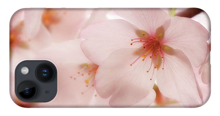 Cherry Blossoms iPhone 14 Case featuring the photograph Sakura by Susan Rissi Tregoning