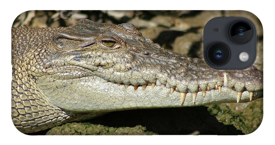 Animals iPhone 14 Case featuring the photograph Saltwater Crocodile Close Up by Maryse Jansen