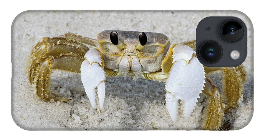Crab iPhone 14 Case featuring the photograph Sand Crab on the Beach by Beachtown Views