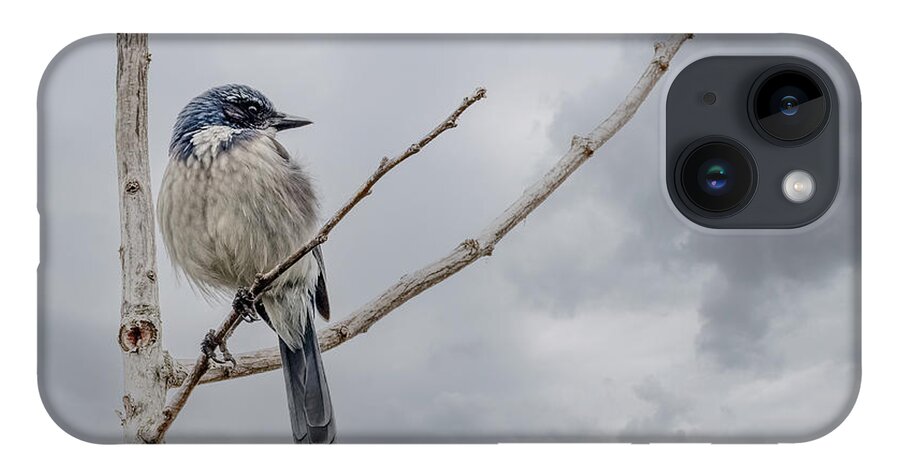 Jay iPhone Case featuring the photograph Scrub Jay by Jerry Cahill