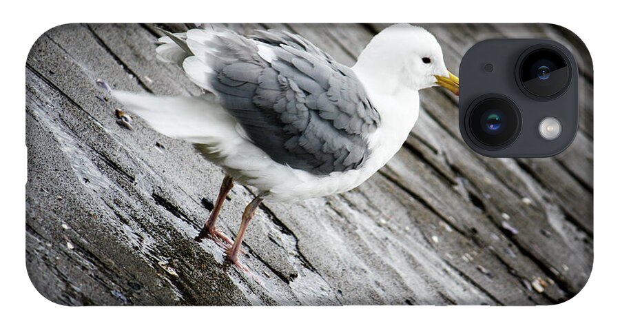 Vancouver iPhone 14 Case featuring the photograph Seagull by Wilko van de Kamp Fine Photo Art