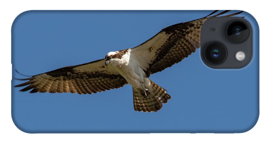 Osprey iPhone 14 Case featuring the photograph Searching by Cathy Kovarik