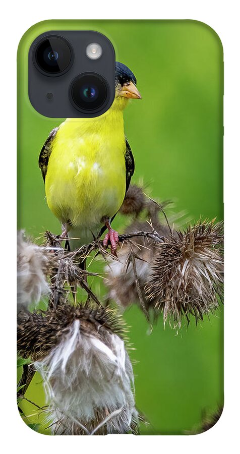 Goldfinch iPhone 14 Case featuring the photograph Season's End by Regina Muscarella